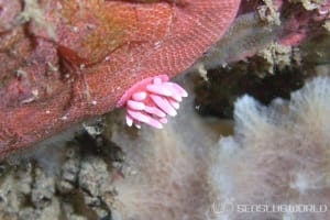 ヒロウミウシ Ceratodoris hiroi