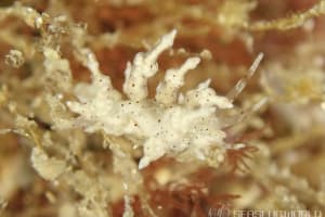 ホシアカリミノウミウシ Eubranchus sp. 5