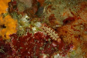 Hypselodoris decorata