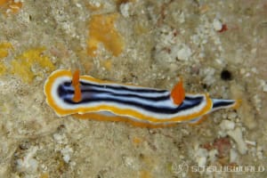 Chromodoris magnifica