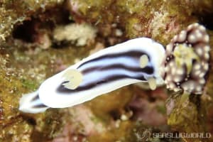 クロシオイロウミウシ Chromodoris sp. 3