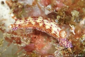 Hypselodoris decorata