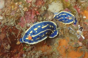 アオウミウシ Hypselodoris festiva