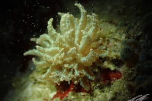 フィロデスミウム・クリプティクム Phyllodesmium crypticum