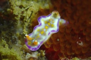 Ceratosoma tenue