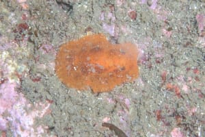 イソウミウシ Rostanga orientalis