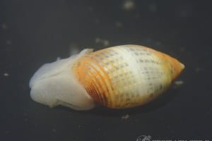 コシイノミガイ Pupa strigosa