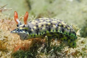 ホシゾラウミウシ Hypselodoris infucata