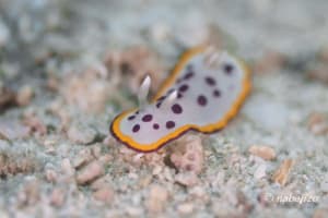 Goniobranchus tumuliferus