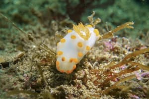 キイボキヌハダウミウシ Gymnodoris impudica