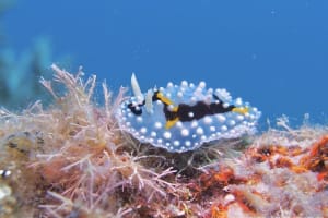 シモフリカメサンウミウシ