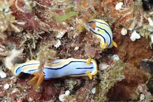 コールマンウミウシ Chromodoris colemani