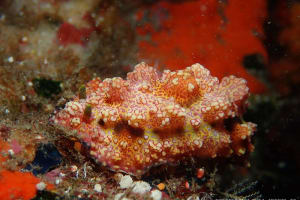 アデヤカイボウミウシ Phyllidiopsis cardinalis