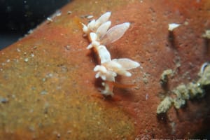 イナバミノウミウシ Eubranchus inabai