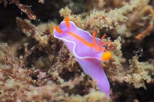 フタイロニシキウミウシ Ceratosoma bicolor