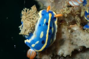 アオウミウシ Hypselodoris festiva