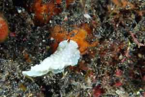 シロシキブイロウミウシ Glossodoris sp. 1