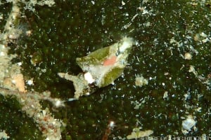 クロミドリガイ Elysia atroviridis