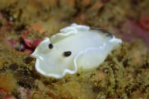 ジボガウミウシ Glossodoris misakinosibogae