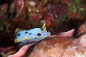 シロウミウシ Chromodoris orientalis