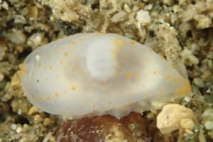 キヌハダウミウシ属の仲間 Gymnodoris spp.