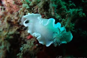 ジボガウミウシ Glossodoris misakinosibogae