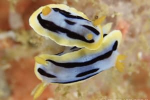 シボリイロウミウシ Chromodoris strigata