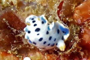 ウスイロウミウシ Hypselodoris placida