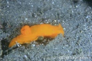 Gymnodoris inornata