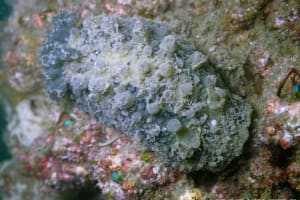 Homoiodoris japonica