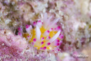 イガグリウミウシ Cadlinella ornatissima