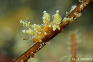 Eubranchus cf. leopoldoi