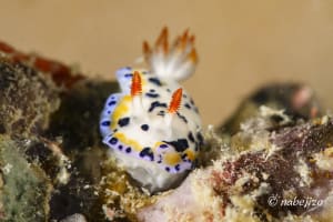 Hypselodoris sagamiensis