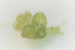 タマミルウミウシ Sacoproteus smaragdinus