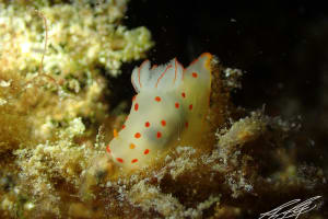 オオエラキヌハダウミウシ Gymnodoris ceylonica