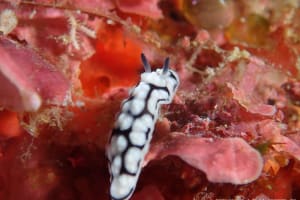 ワモンイボウミウシ Phyllidiella annulata