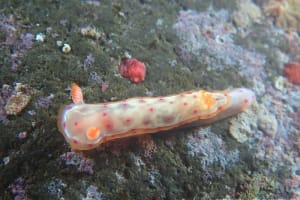 ミカドウミウシ Hexabranchus lacer