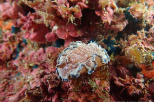 タヌキイロウミウシ Glossodoris hikuerensis