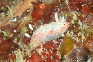 Goniobranchus decorus