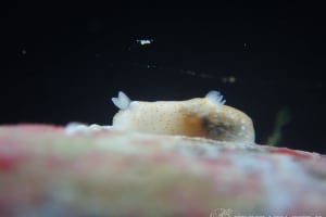 オキナワキヌハダウミウシ Gymnodoris okinawae