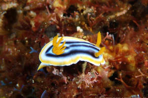 クロシオイロウミウシ Chromodoris sp. 3