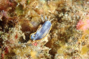 コンガスリウミウシ Chromodoris sp. 1