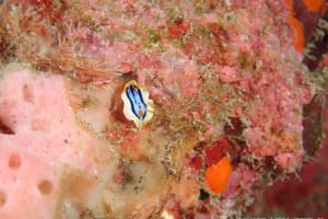 Chromodoris colemani