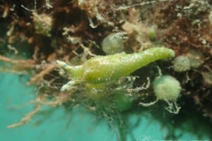 ナギサノツユ Oxynoe viridis