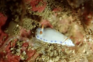 アオウミウシ属の一種 6 Hypselodoris sp. 6