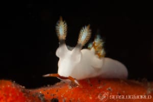 クチヒゲツガルウミウシ Trapania gibbera