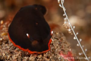 クロシタナシウミウシ Dendrodoris arborescens