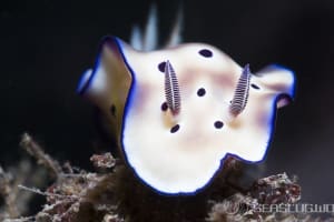 マダライロウミウシ Hypselodoris tryoni