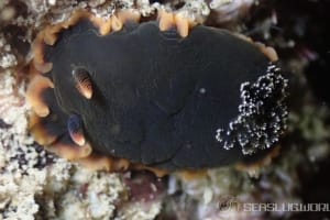 クロシタナシウミウシ Dendrodoris arborescens