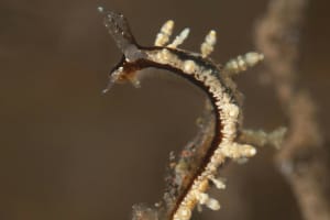 ヤマンバミノウミウシ Eubranchus putnami